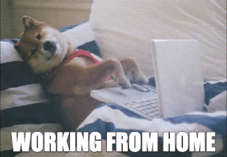 Dog lounging on bed with computer
