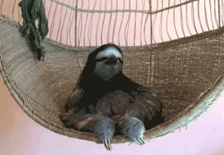 Sloth in Hammock