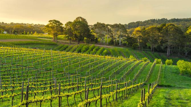 CoT-HW-South-Australia-Winery