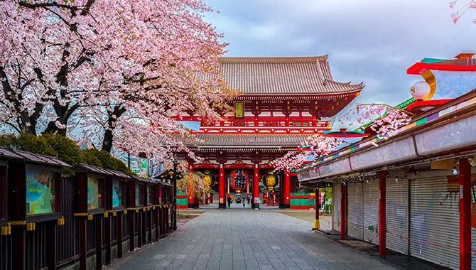 Cherry blossoms in Japan demonstrated in the Tokyo destination travel guide.